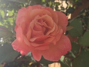 image-26-05-15-11-39-1