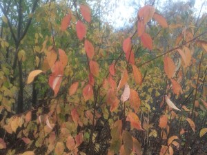 image-20-10-15-03-33